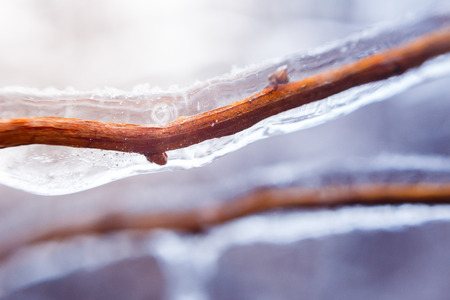 Frozen bush branch during winter with thick layer of ice covering branches and tree budsの写真素材