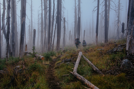 Hikers with backpacks on a trail between burnt trees, disapearing in the fog, during dark foggy rainy dayの写真素材