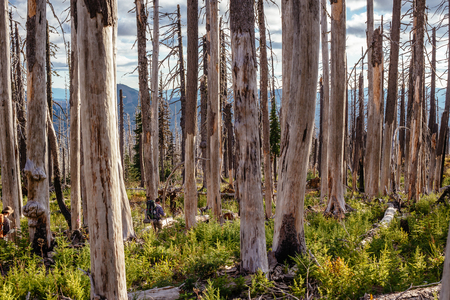 Field of burned dead conifer trees with hollow branches in beautiful old forest after devastating...