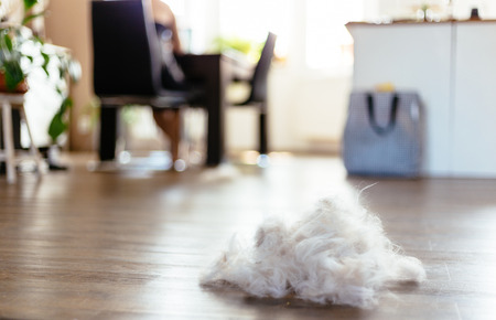 Pile of light gray cat fur from a Ragdoll, siamese, persian, maine cool cat, laying on a wooden floorの写真素材