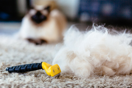 Ragdoll Cat looking at a pile of its own cat fur brushed after using a comb specialized for combing...