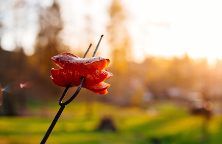 Czech Traditional barbecue sausages on a stick, roasted on a campfire - typical czech outdoor activity with friends or familyの写真素材