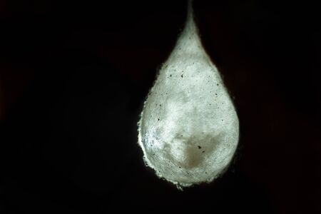 Cocoons with eggs of a spider hanging from a ceilingの写真素材