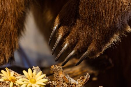 Detail of bear foot with huge claws