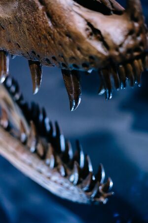 Detail of a mouth full of sharp teeths of a skull fossil of an ancient dinosaurの写真素材