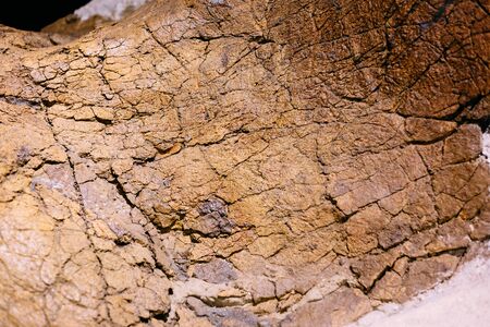 Detail of a fossil bone structure of  a mammoth
