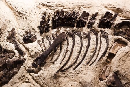 Detail on bone fossils of ancient animal