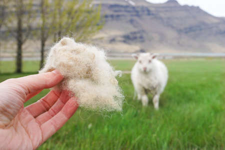 Icelandic wool with a sheep in the background