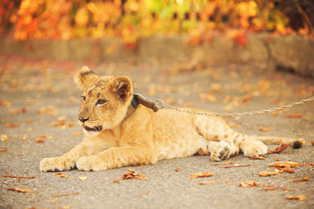 Lionの写真素材
