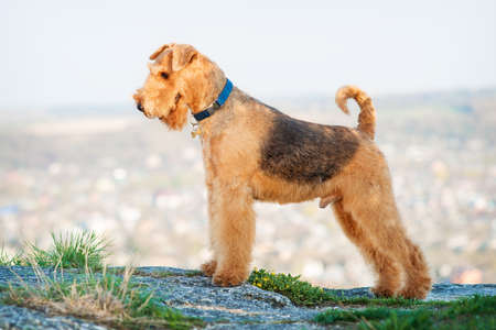 purebred airedale terrier outdoorsの写真素材