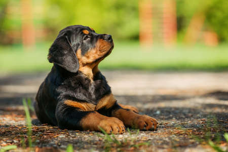 Rottweiler puppy enjoys the sun, lying on a playgroundの写真素材