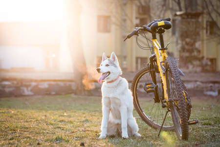 Grey husky sitting near the bikeの写真素材