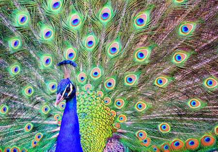 The blue head and spread out colorful plumage tail of a male peacockの写真素材