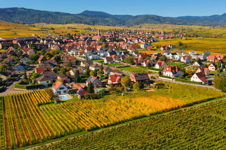 Aerial view of autumn countryside landscape of Alsace with picturesque villages of Bennwihr and Riquewihr set among vineyard terraces and hills, Alsace, Franceの写真素材