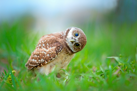 Burrowing owlet inspecting photographerの写真素材