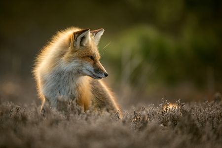 Red fox posing in the sunの写真素材