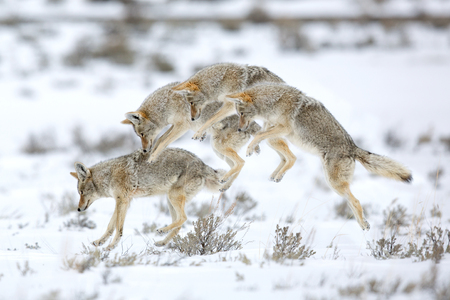 Coyote leaping on a vole