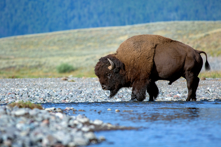 Bison crossing Lamar riverの写真素材