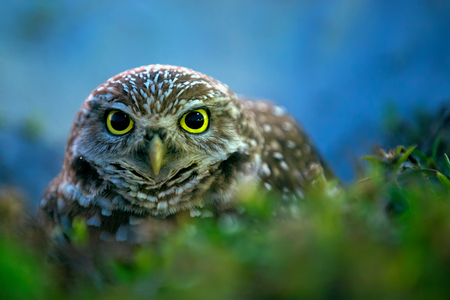 Burrowing owl near its burrowの写真素材