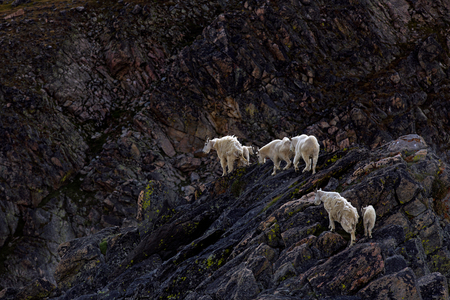 Mountain goat herd on a hillの写真素材