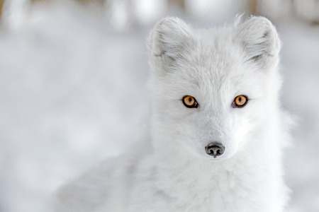 Arctic fox staring at the photographerの写真素材