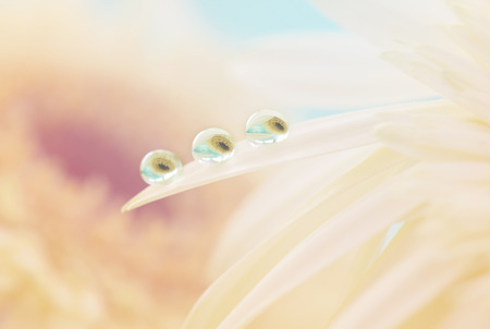 abstract full color water drop on leafの写真素材