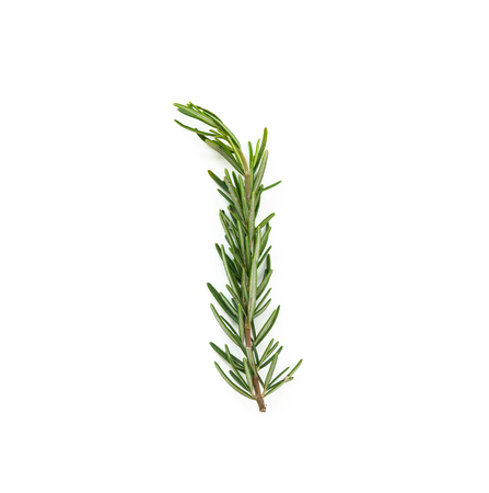 Rosemary on isolated white backgroundの写真素材