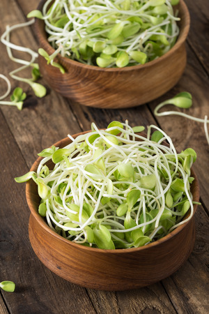 Vegetable young sunflower sprouts on woodの写真素材