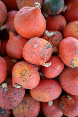 Several orange pumpkins background.の写真素材