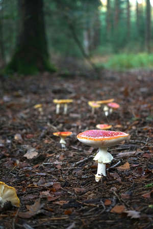 Different mushrooms in the forrest autum time. High quality photoの写真素材