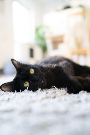 Black cat laying on a carpet. High quality photoの写真素材