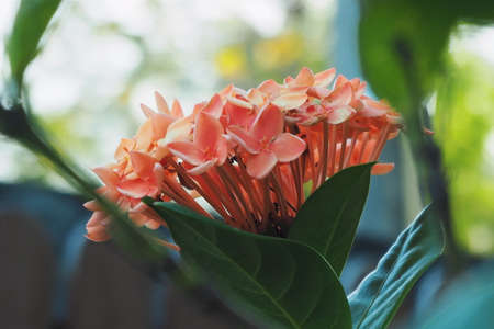 Orange Rubiaceaeの写真素材