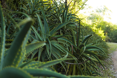 Aloe vera plants.の写真素材
