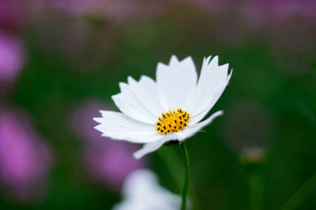 white flowersの写真素材