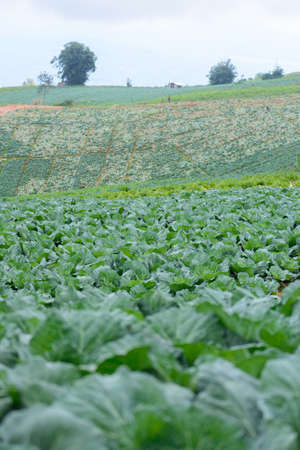 Cabbage framの写真素材