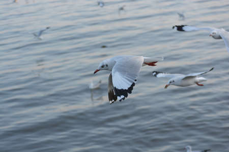 Brown-headed Gull , Thailand