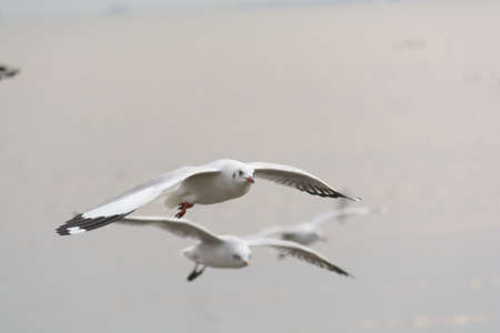 Brown-headed Gull , Thailandの写真素材