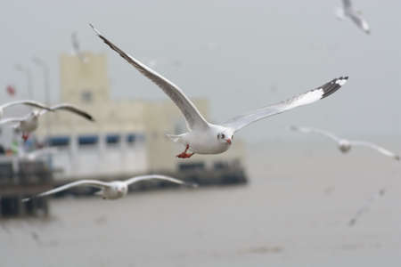 Brown-headed Gullsの写真素材