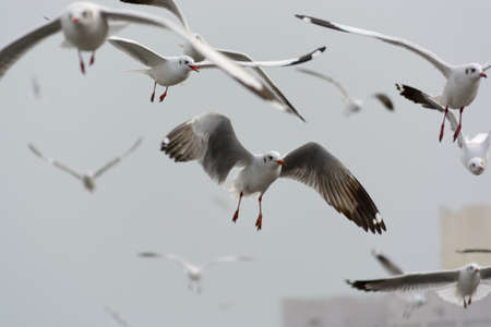 Brown-headed Gull , Thailand
