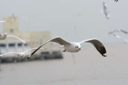 Brown-headed Gull , Thailandの写真素材
