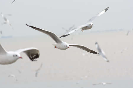 Brown-headed Gull , Thailandの写真素材