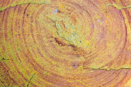 Wood Background Texture