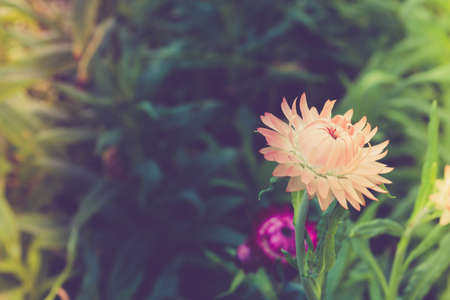 Vintage Flowersの写真素材