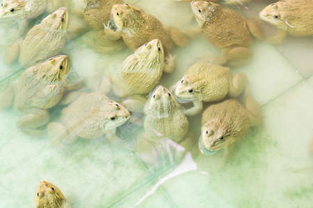 Group of frogs in the farmの写真素材