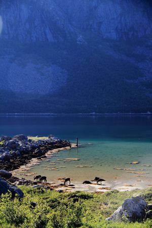 Reindeer drinking water from the Fjord in Grotsund, Norway