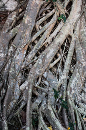 Root on the Stoneの写真素材