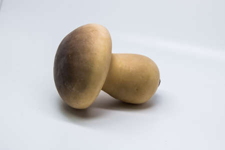 muchroomの写真素材