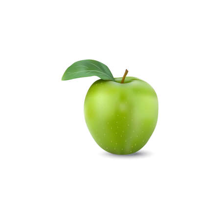 Vector illustration of detailed big shiny green appleのイラスト素材
