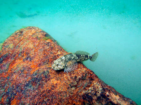 Cottus gobio in tarn in High Tatras underwaterの写真素材