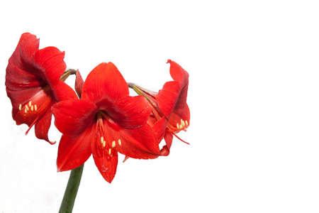 Red Liliesの写真素材